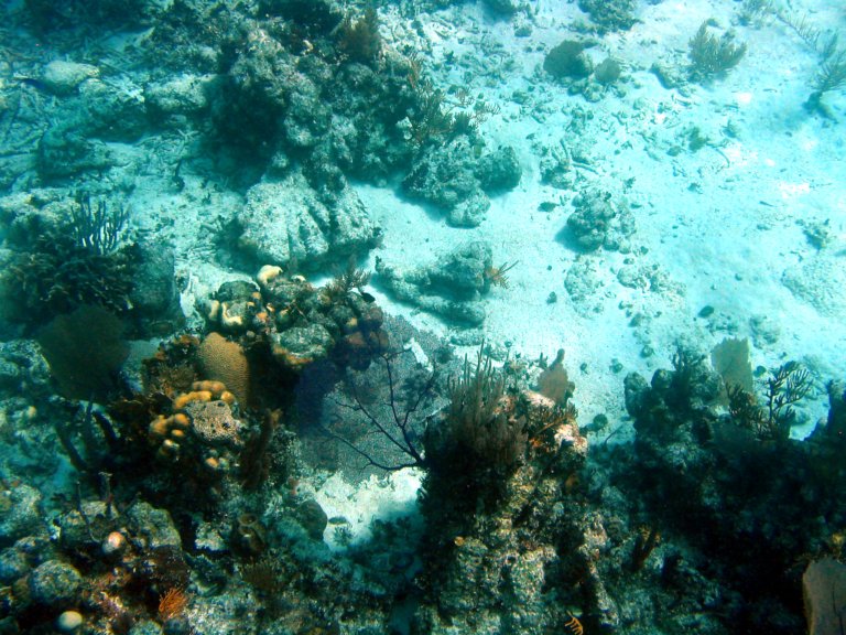 021: NCL Sun, Belize, Reef Snorkel and Banister Island, 
