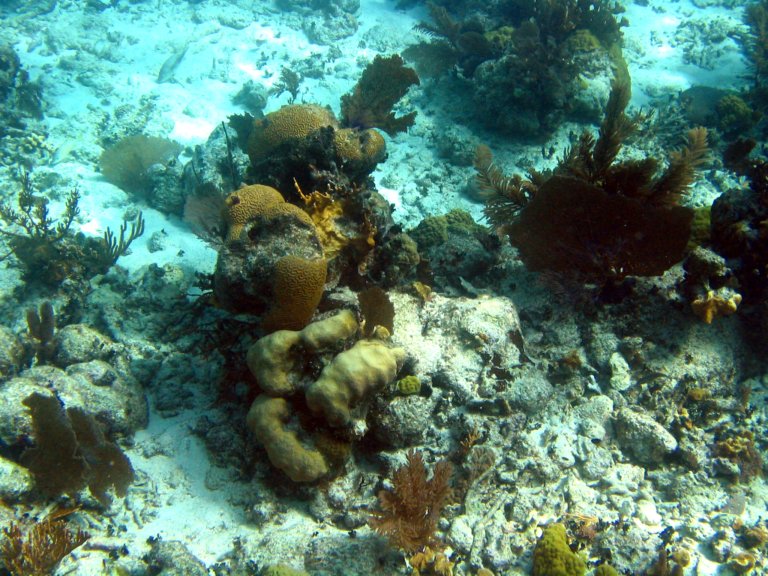 030: NCL Sun, Belize, Reef Snorkel and Banister Island, 