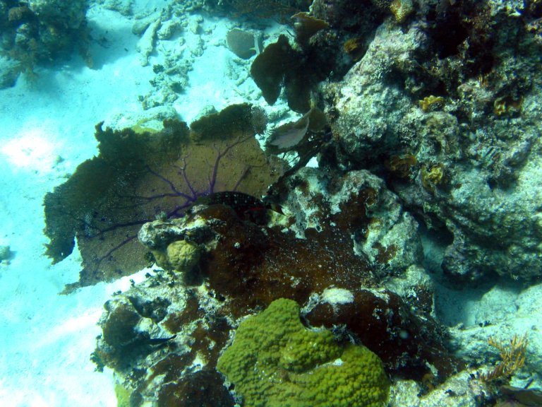 031: NCL Sun, Belize, Reef Snorkel and Banister Island, 