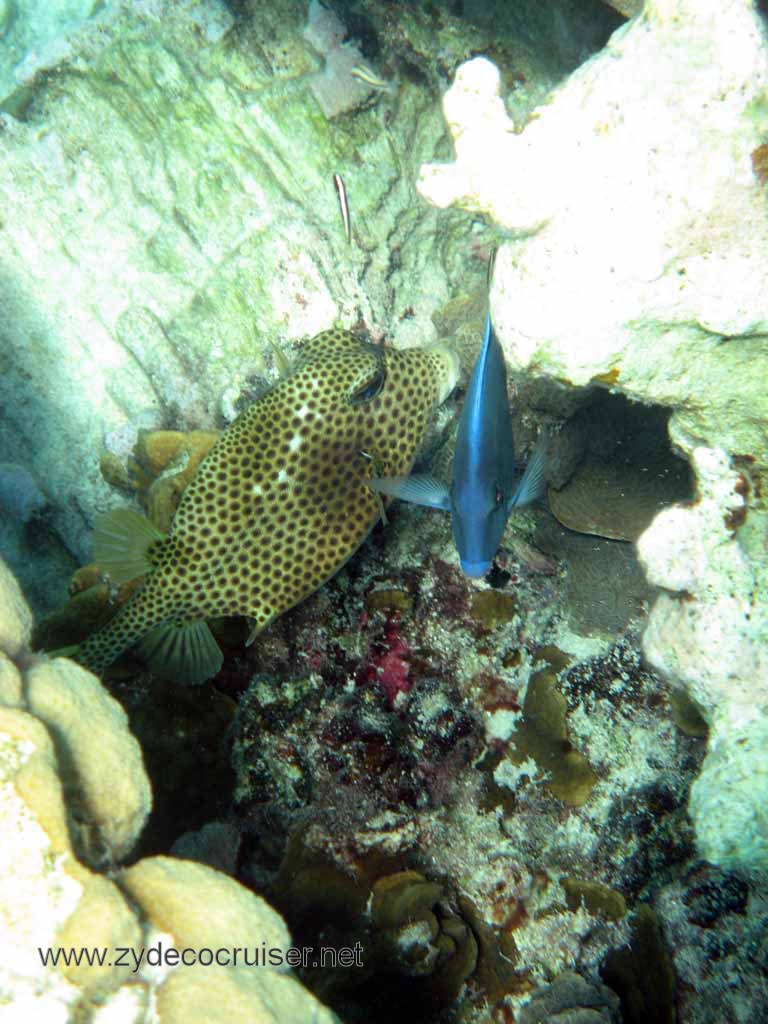Cemetery Reef, Grand Cayman, 2007