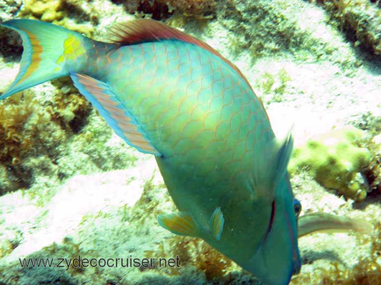 Cemetery Reef, Grand Cayman, 2007, parrotfish