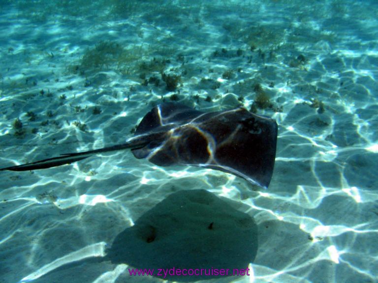 Stingray at Shark Ray Alley, Belize