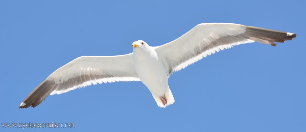 057: Island Packers, Island Wildlife Cruise, Seagull