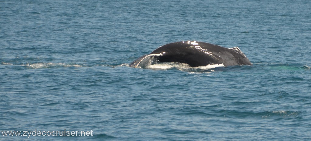 188: Island Packers, Ventura, CA, Whale Watching, Humpback Whale Fluke