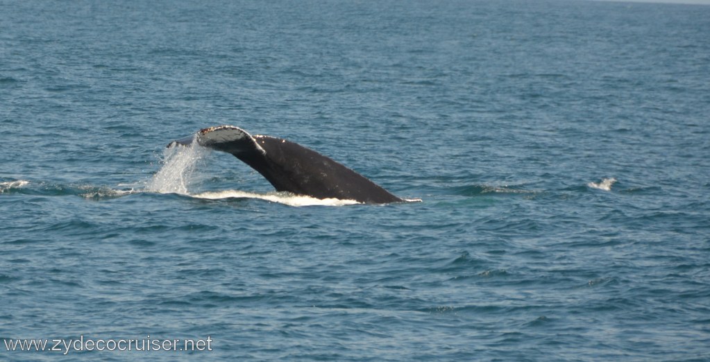 191: Island Packers, Ventura, CA, Whale Watching, Humpback Whale Fluke