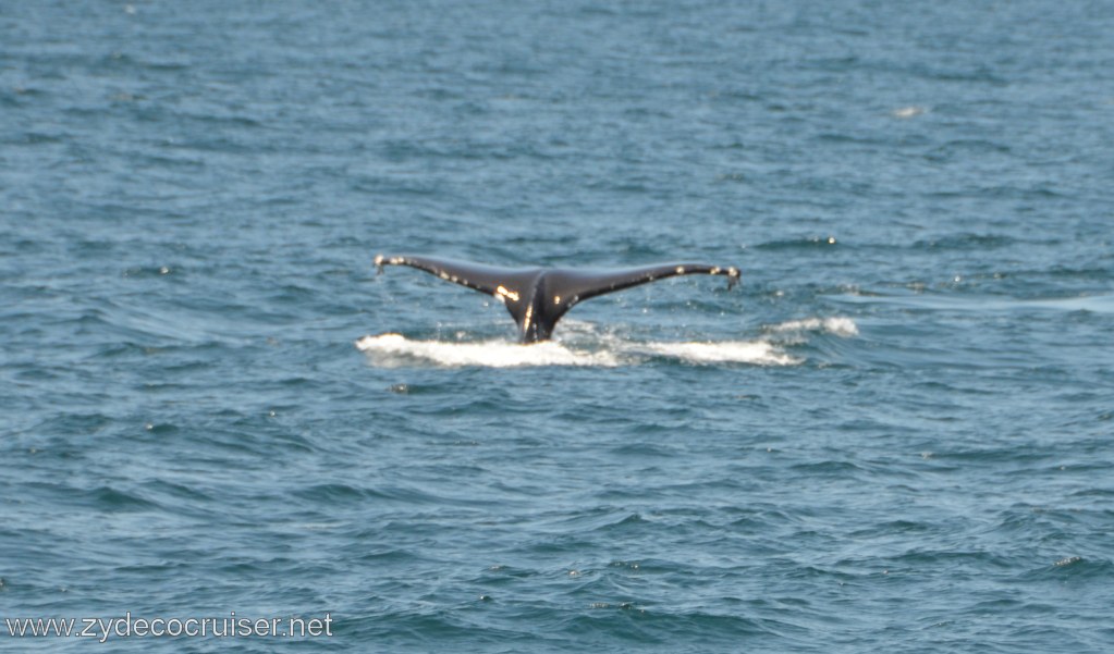 205: Island Packers, Ventura, CA, Whale Watching, Humpback whale fluke
