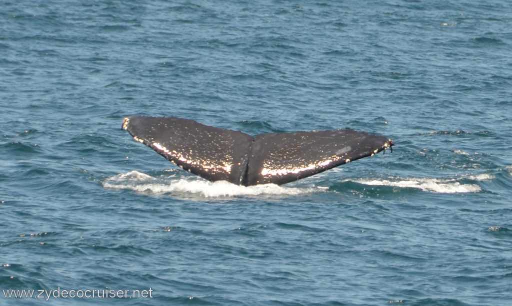 206: Island Packers, Ventura, CA, Whale Watching, Humpback whale fluke
