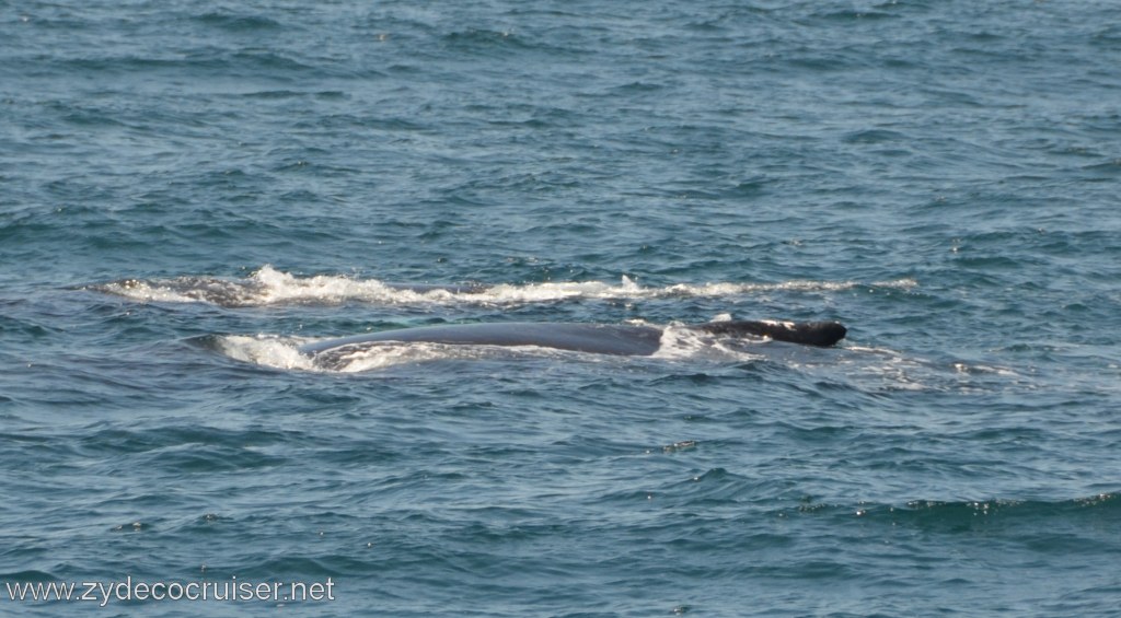 214: Island Packers, Ventura, CA, Whale Watching, Humpback whales