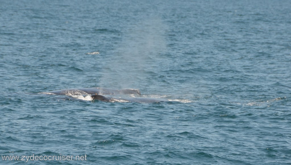 219: Island Packers, Ventura, CA, Whale Watching, Humpback whales