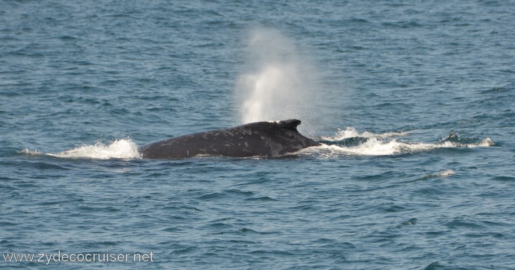 232: Island Packers, Ventura, CA, Whale Watching, Humpback whales