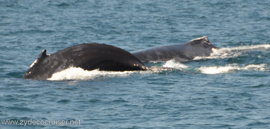 238: Island Packers, Ventura, CA, Whale Watching, Humpback whales