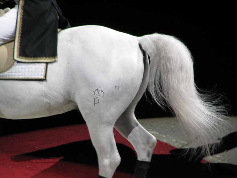 084: Lipizzaner Stallions, Mar 15, 2009