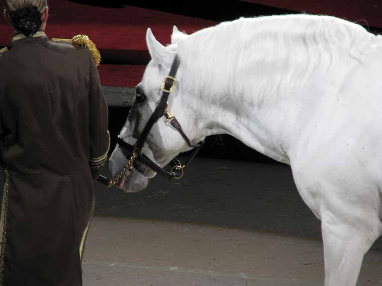 110: Lipizzaner Stallions, Mar 15, 2009