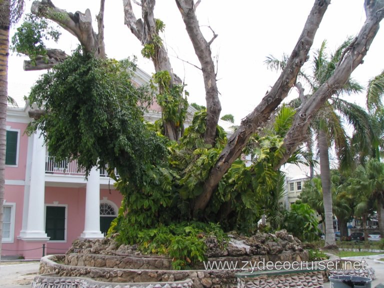 Supreme Court behind a tree that has survived much, Nassau, Bahamas