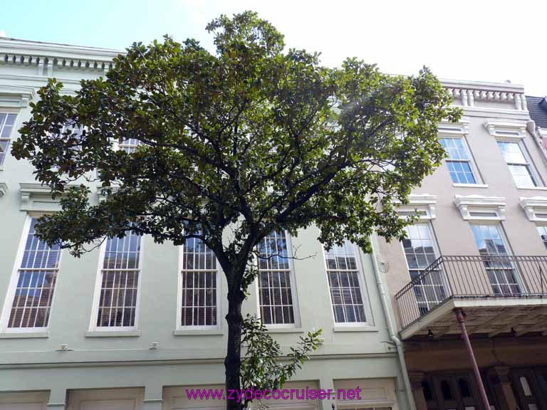 124: Magnolia Tree by Bienville House Hotel, New Orleans, LA