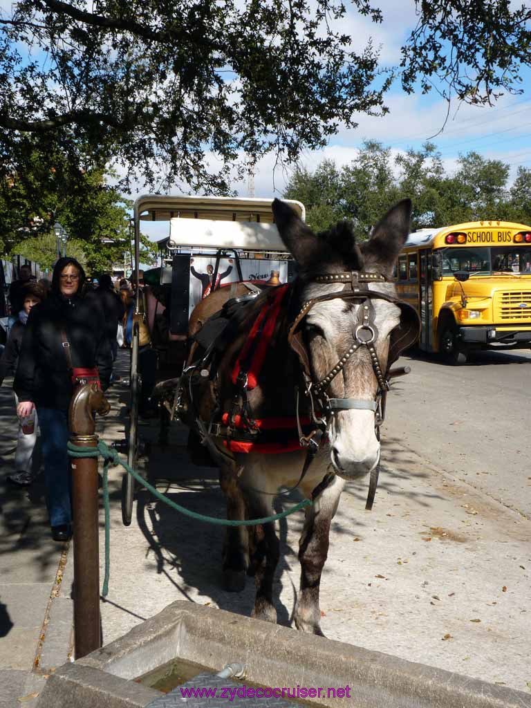 132: Jackson Square Buggy Mule