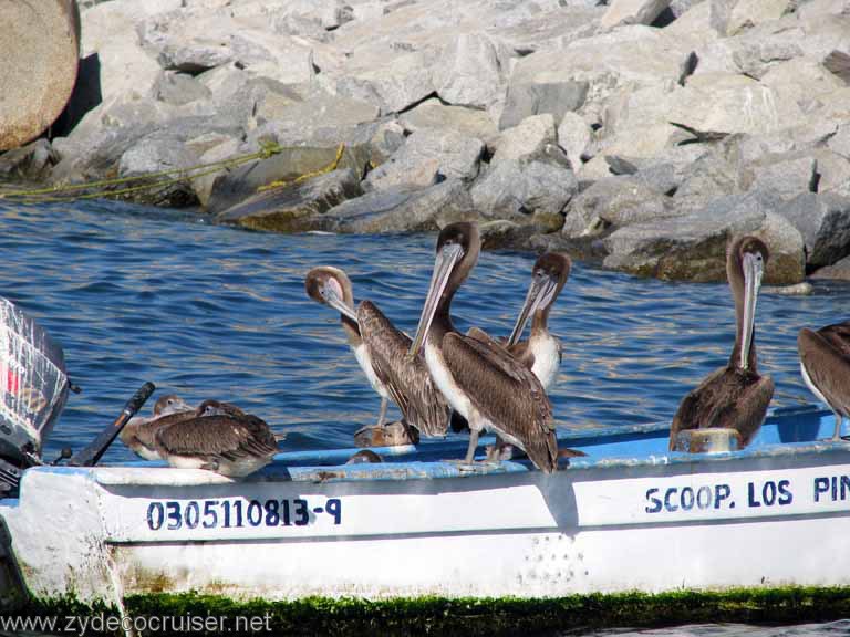 Pelicans, Cabo San Lucas