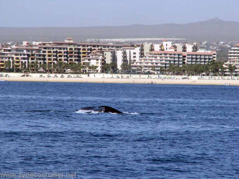 Humpback Whale, Cabo San Lucas