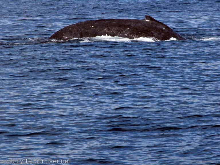 Humpback Whale Hump, Cabo San Lucas