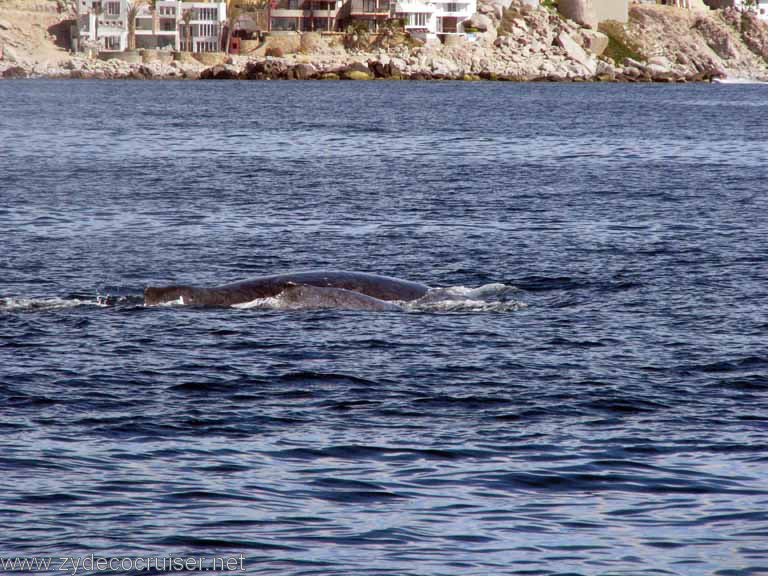 Humpback Whale, Cabo San Lucas