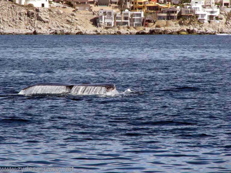 Humpback Whale Fluke, Cabo San Lucas
