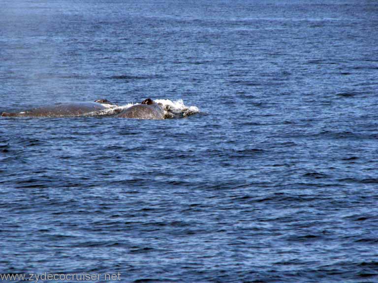 Dos Humpback Whales, Cabo San Lucas