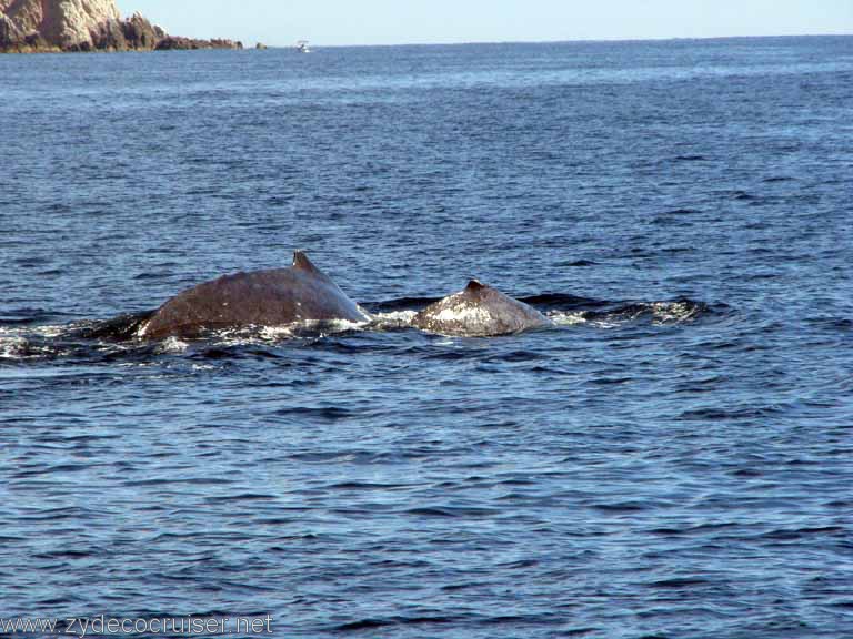 dos Humpback Whales, Cabo San Lucas