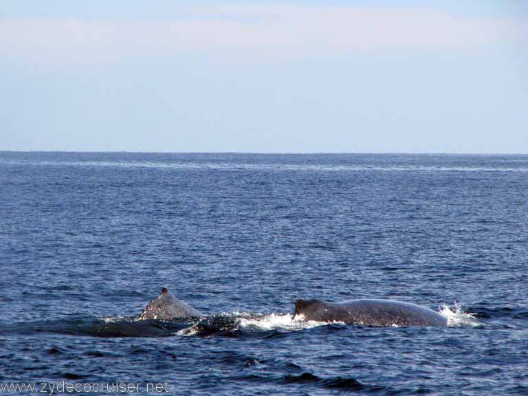 Dois Humpback Whales, Cabo San Lucas