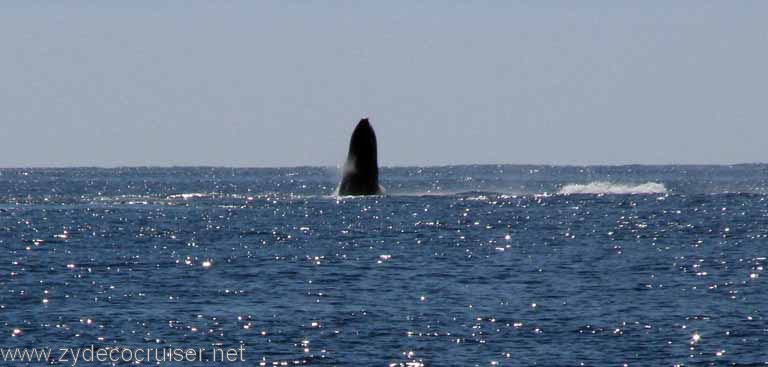 Humpback Whale Breech, Cabo San Lucas