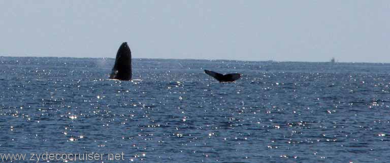 Humpback Whale Breech AND Fluke, Cabo San Lucas