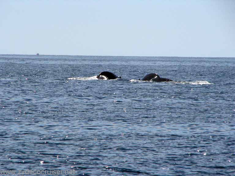 Dos Humpback Whales, Cabo San Lucas