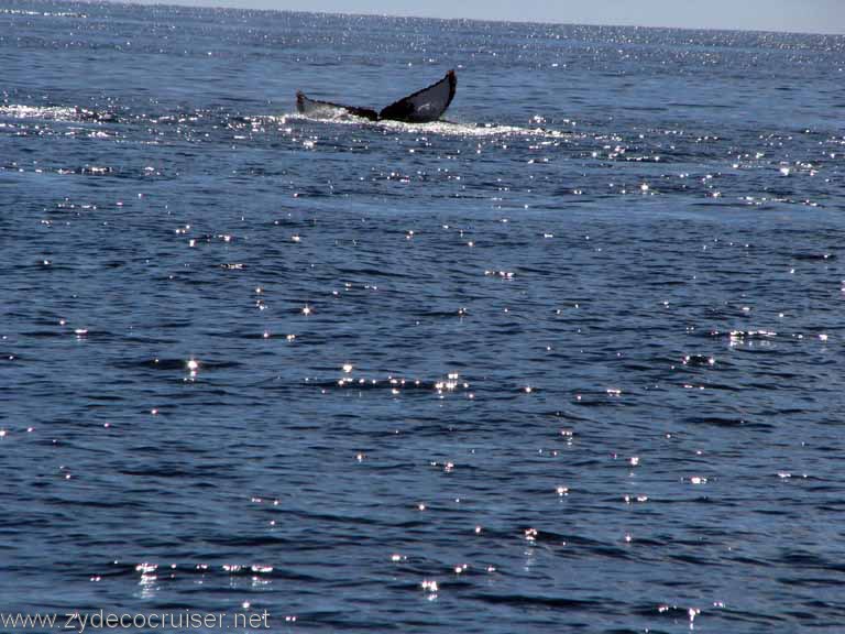 Humpback Whale Fluke, Cabo San Lucas