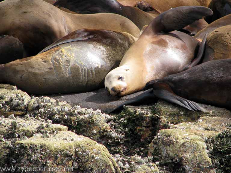 Sea Lion Colony, Cabo San Lucas, Closeup