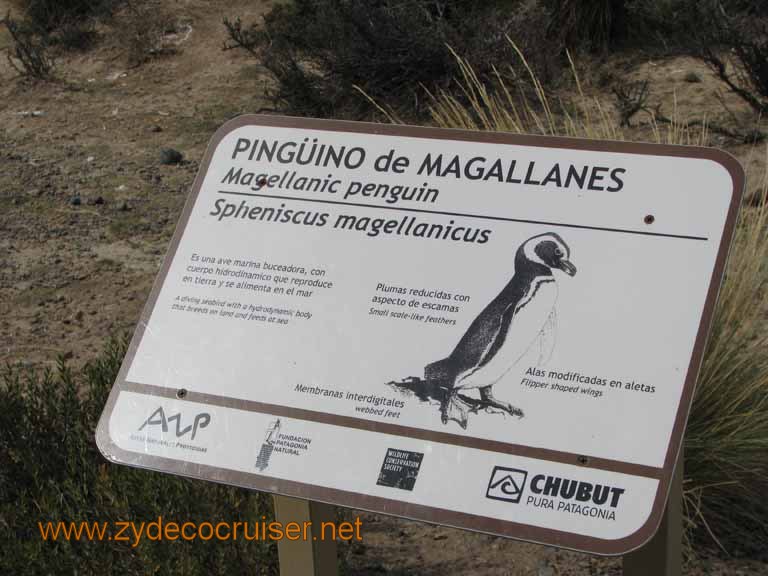 059: Carnival Splendor, Puerto Madryn, Penguins Paradise, Punta Tombo Tour - Pinguino de MAGALLANES - Magellanic penguin