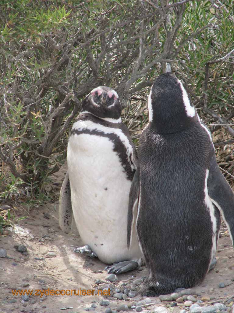 062: Carnival Splendor, Puerto Madryn, Penguins Paradise, Punta Tombo Tour - Magellanic penguins