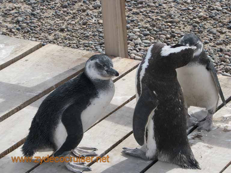 064: Carnival Splendor, Puerto Madryn, Penguins Paradise, Punta Tombo Tour - Magellanic penguins