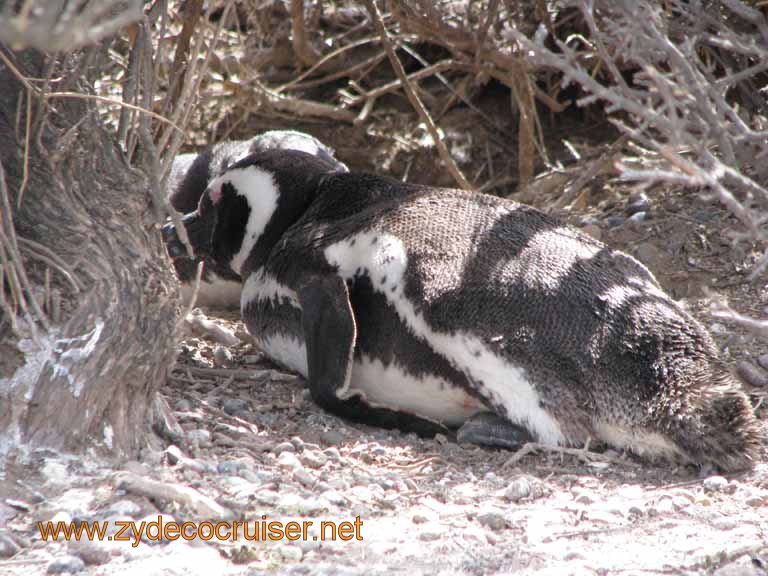 070: Carnival Splendor, Puerto Madryn, Penguins Paradise, Punta Tombo Tour - Magellanic penguin