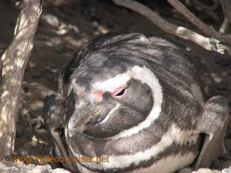 078: Carnival Splendor, Puerto Madryn, Penguins Paradise, Punta Tombo Tour - Magellanic penguin