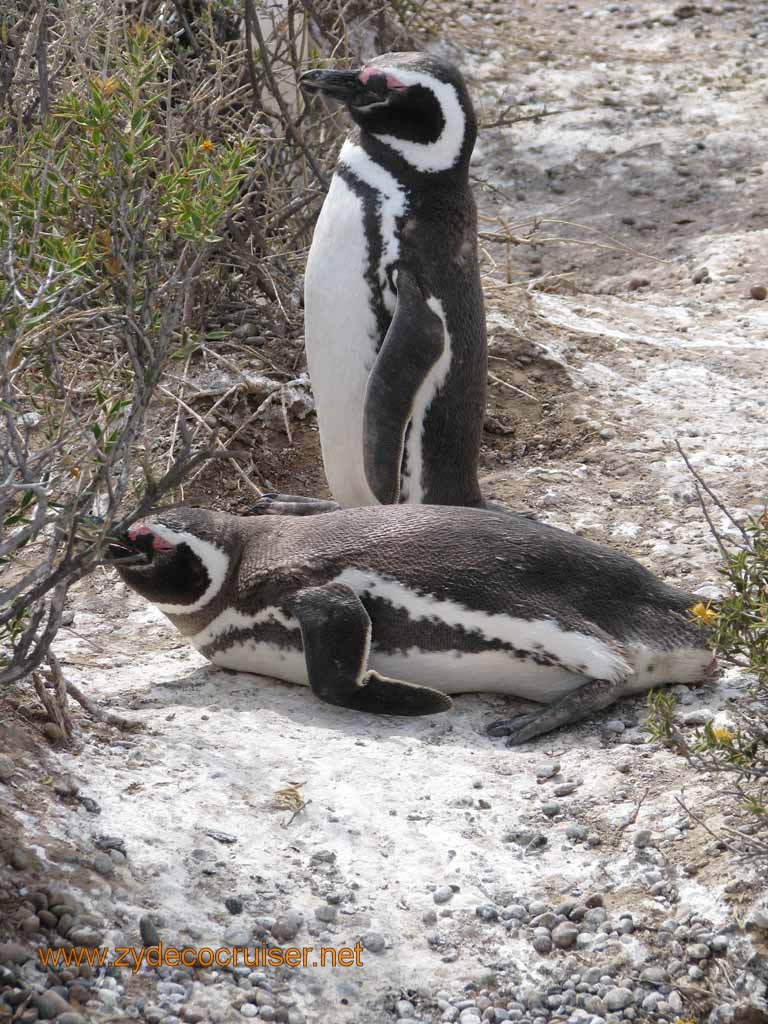 084: Carnival Splendor, Puerto Madryn, Penguins Paradise, Punta Tombo Tour - Magellanic penguins