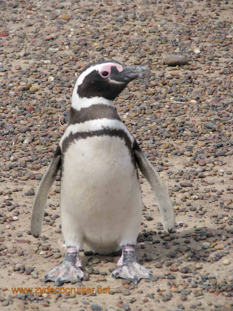 085: Carnival Splendor, Puerto Madryn, Penguins Paradise, Punta Tombo Tour - Magellanic penguin