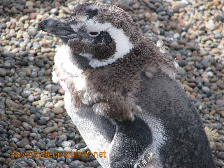 090: Carnival Splendor, Puerto Madryn, Penguins Paradise, Punta Tombo Tour - Magellanic penguin