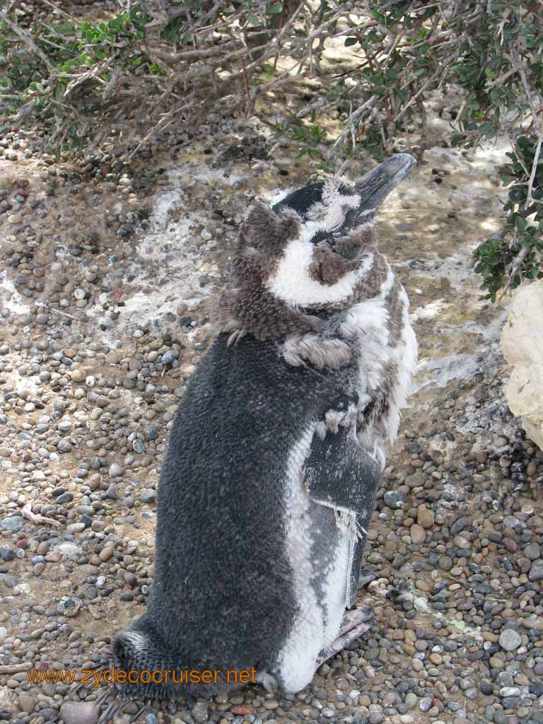 093: Carnival Splendor, Puerto Madryn, Penguins Paradise, Punta Tombo Tour - Magellanic penguin