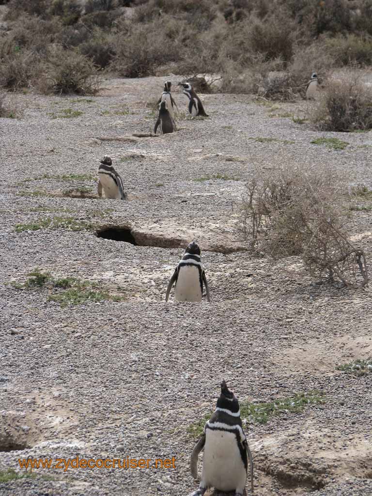 094: Carnival Splendor, Puerto Madryn, Penguins Paradise, Punta Tombo Tour - Magellanic penguins