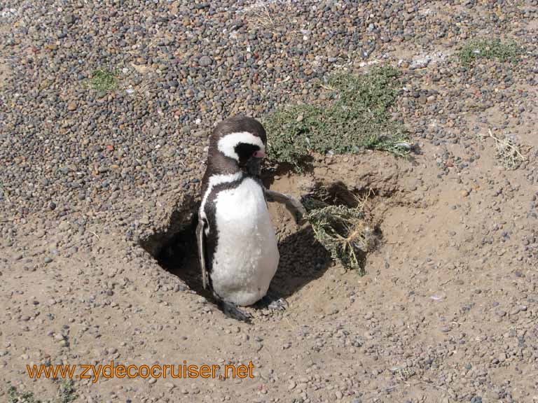 095: Carnival Splendor, Puerto Madryn, Penguins Paradise, Punta Tombo Tour - Magellanic penguin