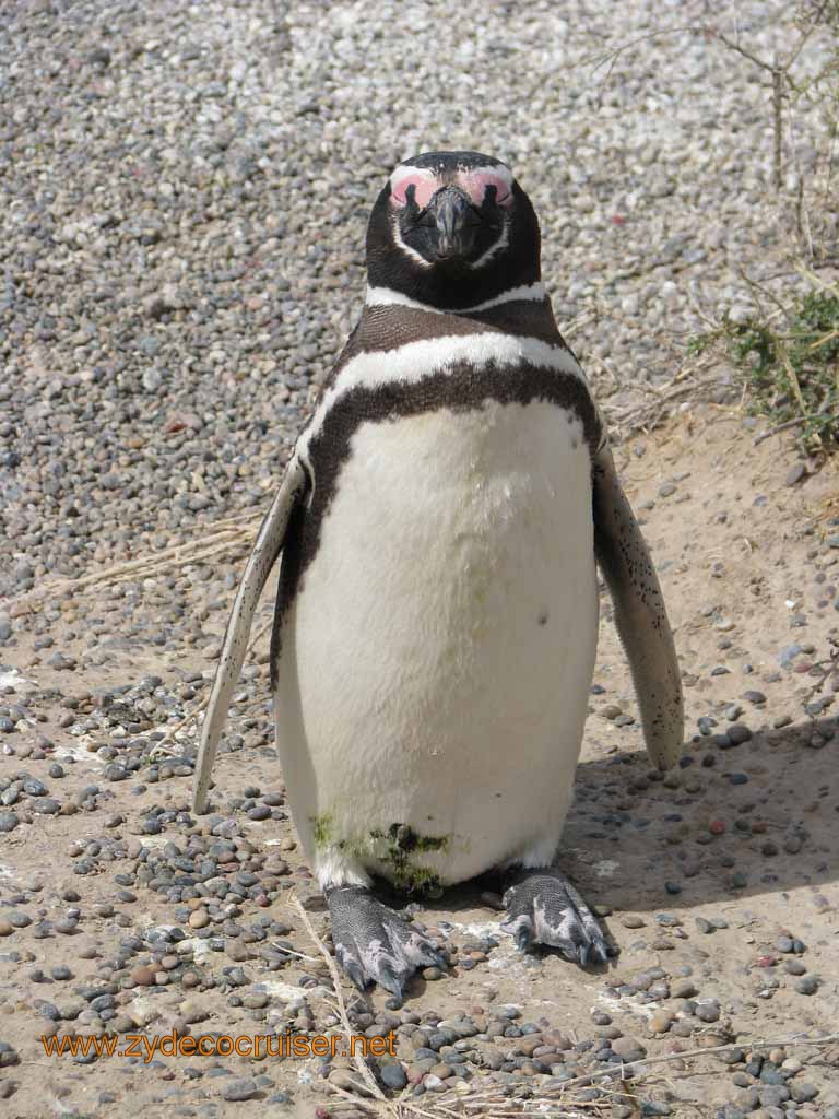 098: Carnival Splendor, Puerto Madryn, Penguins Paradise, Punta Tombo Tour - Magellanic penguin