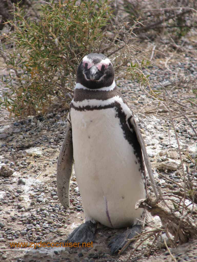 100: Carnival Splendor, Puerto Madryn, Penguins Paradise, Punta Tombo Tour - Magellanic penguin