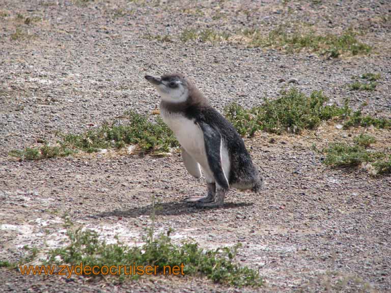 109: Carnival Splendor, Puerto Madryn, Penguins Paradise, Punta Tombo Tour - Magellanic penguin