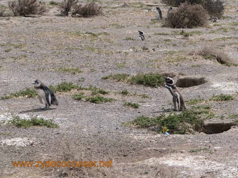 110: Carnival Splendor, Puerto Madryn, Penguins Paradise, Punta Tombo Tour - Magellanic penguins