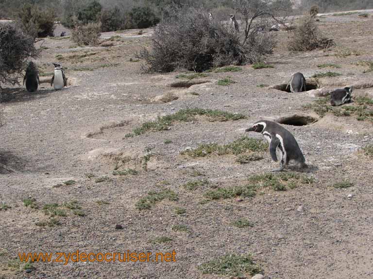 112: Carnival Splendor, Puerto Madryn, Penguins Paradise, Punta Tombo Tour - Magellanic penguins