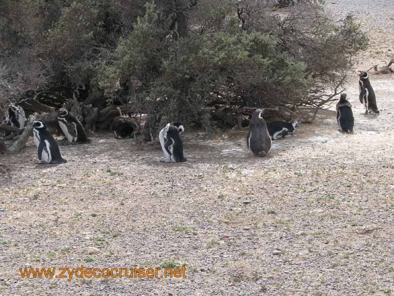 113: Carnival Splendor, Puerto Madryn, Penguins Paradise, Punta Tombo Tour - Magellanic penguins